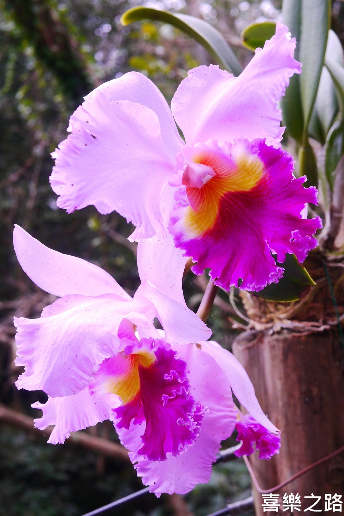 P1590473.JPG P1590473.JPG