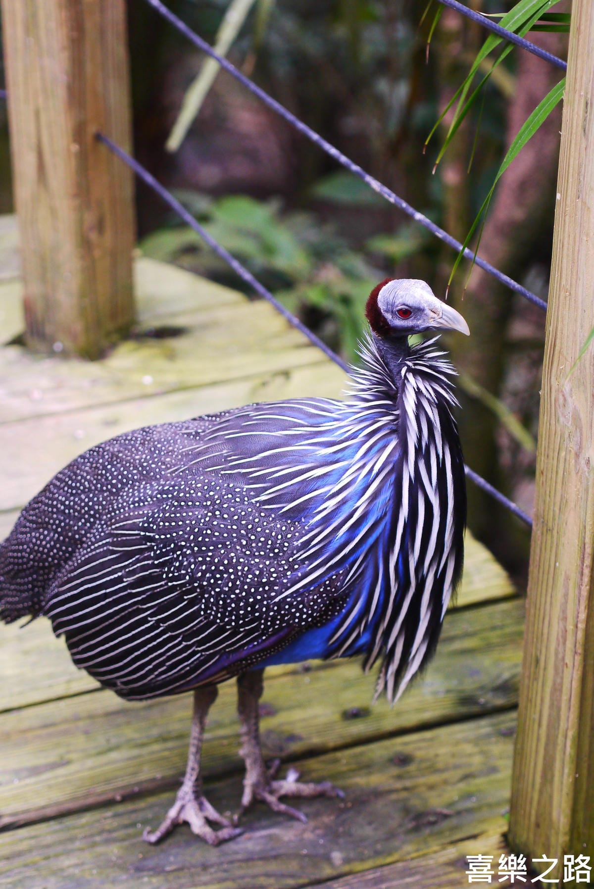 P1590831.JPG P1590831.JPG