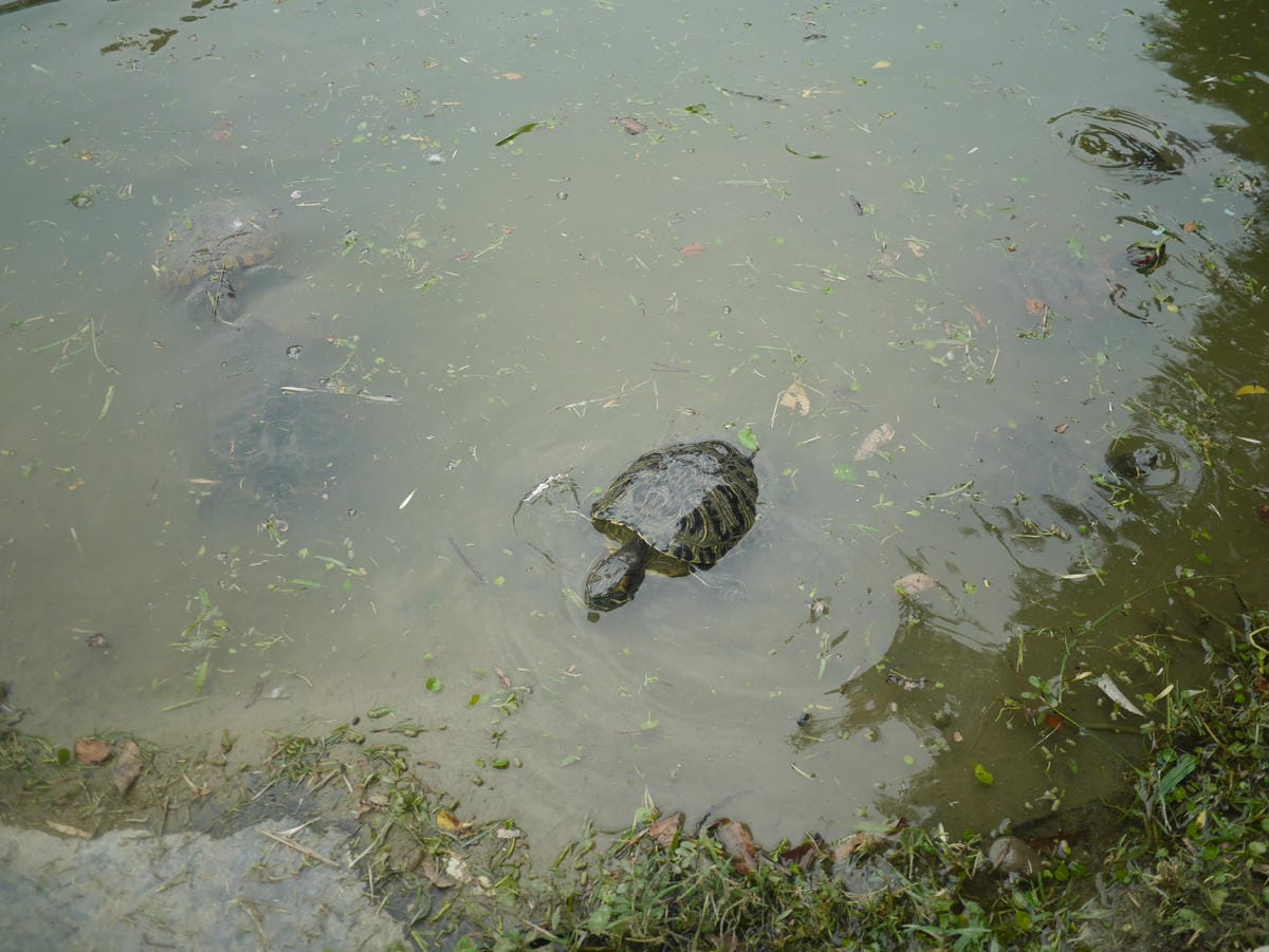 P1740164.JPG P1740164.JPG