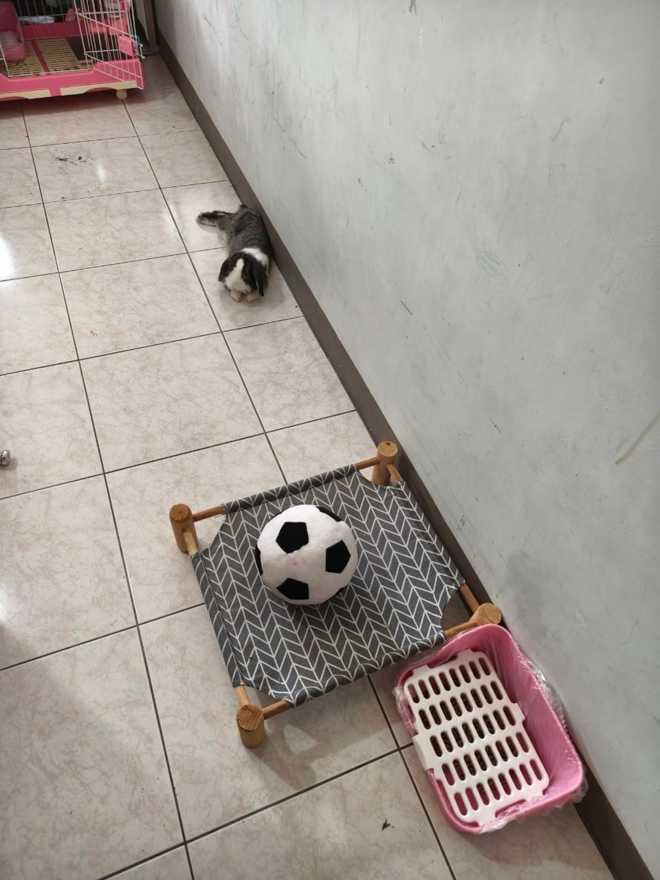 買兔子回家養? 撿到兔子怎麼辦? 兔子帶回來要怎麼養? 兔子 買兔子回家養? 撿到兔子怎麼辦? 兔子帶回來要怎麼養? 兔子