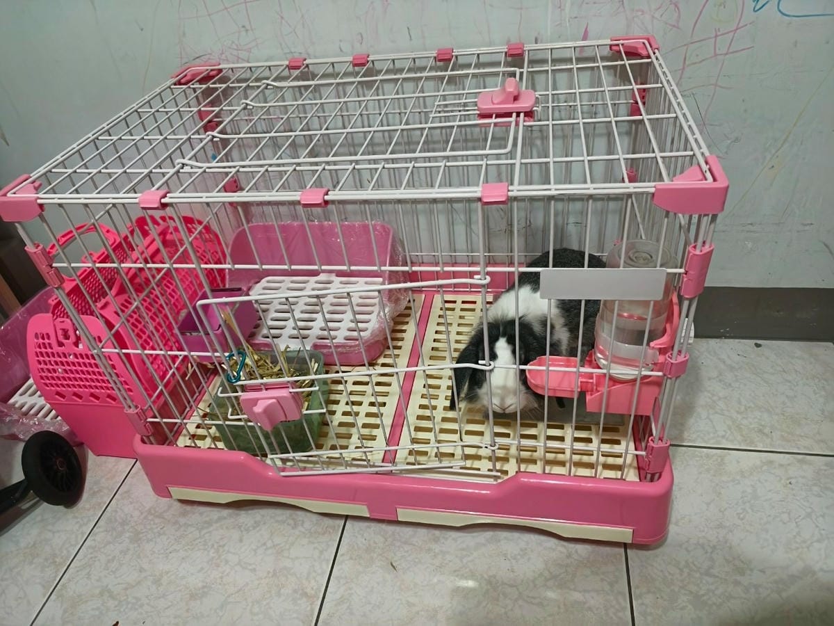 買兔子回家養? 撿到兔子怎麼辦? 兔子帶回來要怎麼養? 兔子 買兔子回家養? 撿到兔子怎麼辦? 兔子帶回來要怎麼養? 兔子